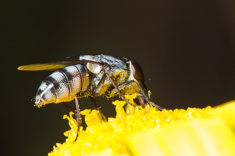 Stomorhina lunata (Calliphoridae)